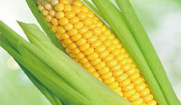 陶瓷膜應(yīng)用：生物、醫(yī)藥行業(yè)